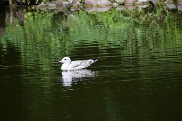 white gulls in the lake © MARIA – Nature