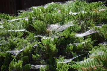 spider web with dew drops © MARIA