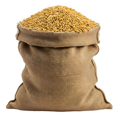 Canvas Sack Filled with Paddy Grains, Isolated on White or Transparent Background