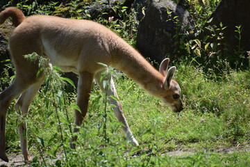 young kangaroo in the zoo © MARIA