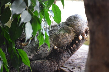 the giant crocodile is very large, very very beautiful