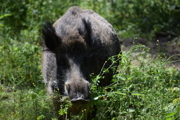 pig in the grass ......