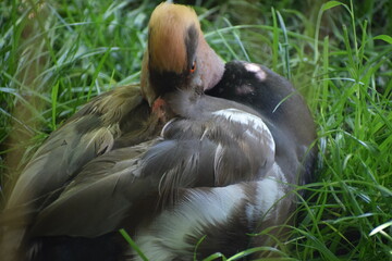 the bird is sitting on a tree © MARIA