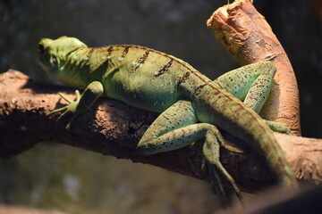 a closeup shot of a cute lizard © MARIA