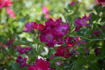 red flowers in the garden