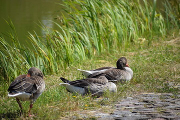 geese on the lake ....