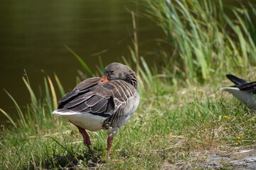 geese on the lake .... © MARIA