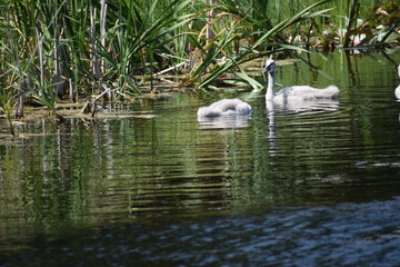 swan on the river ...