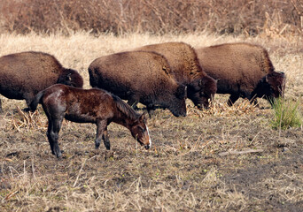 Wild Horses and Bison together 