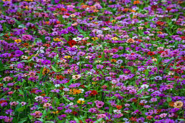 Naklejka premium A field of zinnia flowers