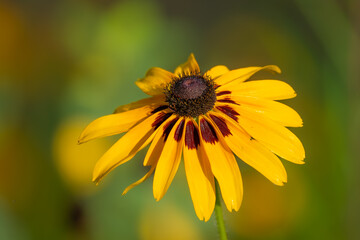 A single black-eyed Susan blooming in a meadow