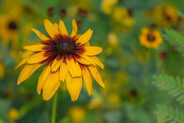 A single black-eyed Susan blooming in a meadow