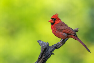 A male Northern cardinal perched on a dead tree branch