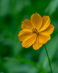 A single yellow cosmos blooming in a meadow