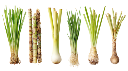Fresh Green Herbs and Vegetables Displayed in a Row for Culinary Use and Food Preparation
