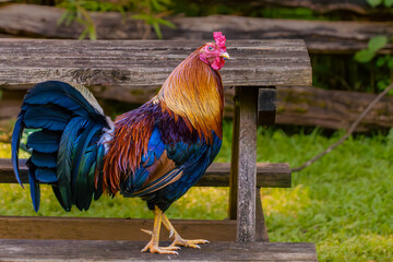A Carolina gamecock rooster on a farm