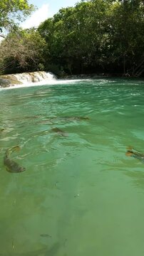 Waterfall in river with blue water with many tropical fish piraputanga (Brycon hilarii) in Bonito, Mato Grosso do Sul, Brazil