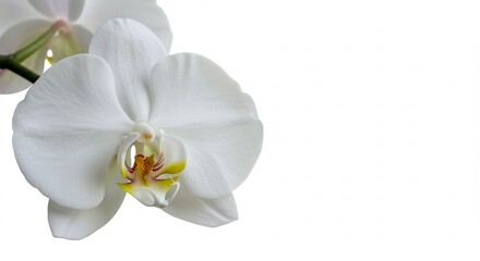 Elegant white orchids softly lit against pure white background. AI Generated