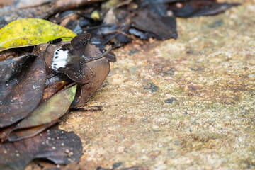Butterfly in nature in Sinharaja Rainforest