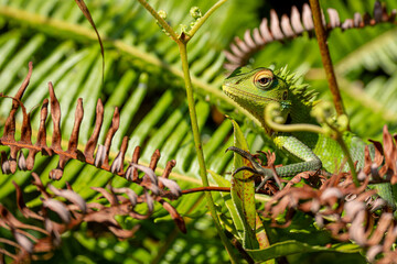 A shallow focus of a green garden lizard (Bronchocela cristatella) on green leaf of plant on blurry background