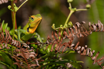 A shallow focus of a green garden lizard (Bronchocela cristatella) on green leaf of plant on blurry background