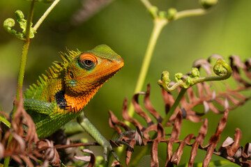 A shallow focus of a green garden lizard (Bronchocela cristatella) on green leaf of plant on blurry...