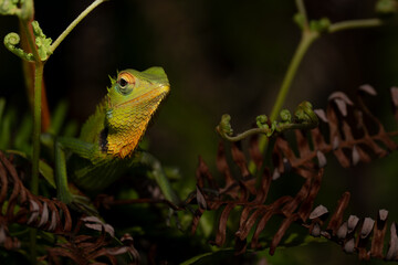 A shallow focus of a green garden lizard (Bronchocela cristatella) on green leaf of plant on blurry...