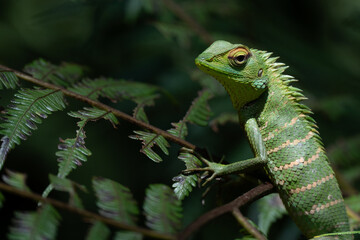 A shallow focus of a green garden lizard (Bronchocela cristatella) on green leaf of plant on blurry background