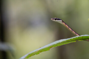 Snake non venom on tree, Night macro photography