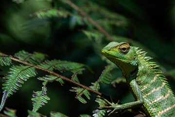 A shallow focus of a green garden lizard (Bronchocela cristatella) on green leaf of plant on blurry background