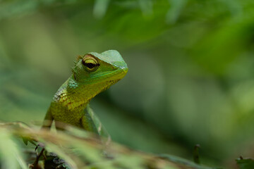 A shallow focus of a green garden lizard (Bronchocela cristatella) on green leaf of plant on blurry background