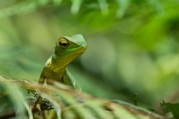 A shallow focus of a green garden lizard (Bronchocela cristatella) on green leaf of plant on blurry...