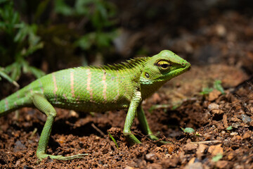 A shallow focus of a green garden lizard (Bronchocela cristatella) on green leaf of plant on blurry background