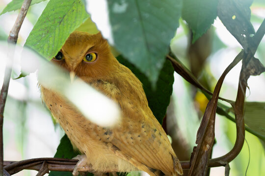 A selective focus shot ofserendib scops owl  bird perched on a tree branch