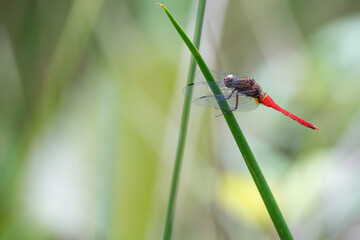 A closeup shot of a dragonfly with a red tail perched on a green leaf in daylight