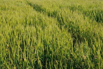 wheat field in Japan