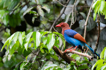 Sri Lanka or Ceylon Blue Magpie (Urocissa ornata) in Sri Lanka