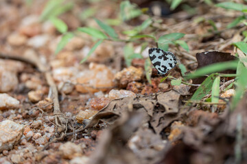Butterfly in nature in Sinharaja Rainforest
