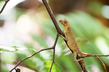 closeup shot of a oriental garden lizard in nature