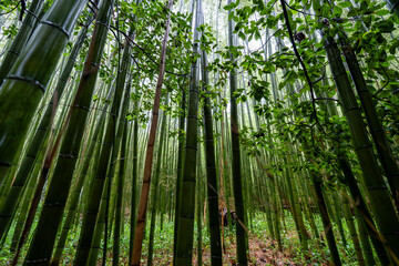 Fototapeta premium Arashiyama Bamboo Forest in Japan.