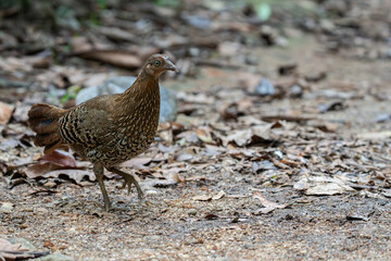 A closeup shot of a  female Sri Lankan junglefowl