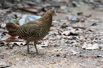 A closeup shot of a  female Sri Lankan junglefowl