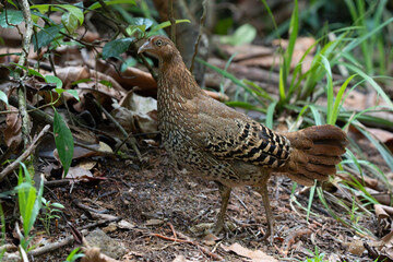 A closeup shot of a  female Sri Lankan junglefowl