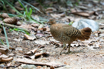 A closeup shot of a  female Sri Lankan junglefowl