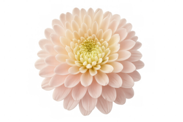 Peach chrysanthemum blooming isolated on transparent background, perfect for floral design projects