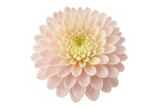 Peach chrysanthemum blooming isolated on transparent background, perfect for floral design projects