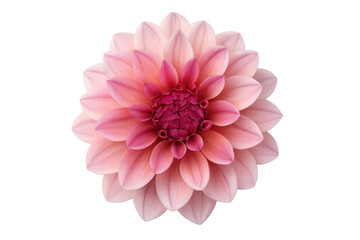 Fototapeta premium Pink dahlia flower blooming, isolated on transparent background, perfect for graphic design projects