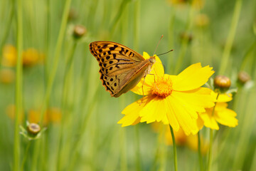 fritillary butterfly on a yellow flower

