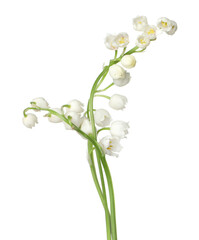 Beautiful fragrant lily-of-the-valley flowers isolated on white