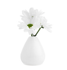 Beautiful chrysanthemums in ceramic vase isolated on white